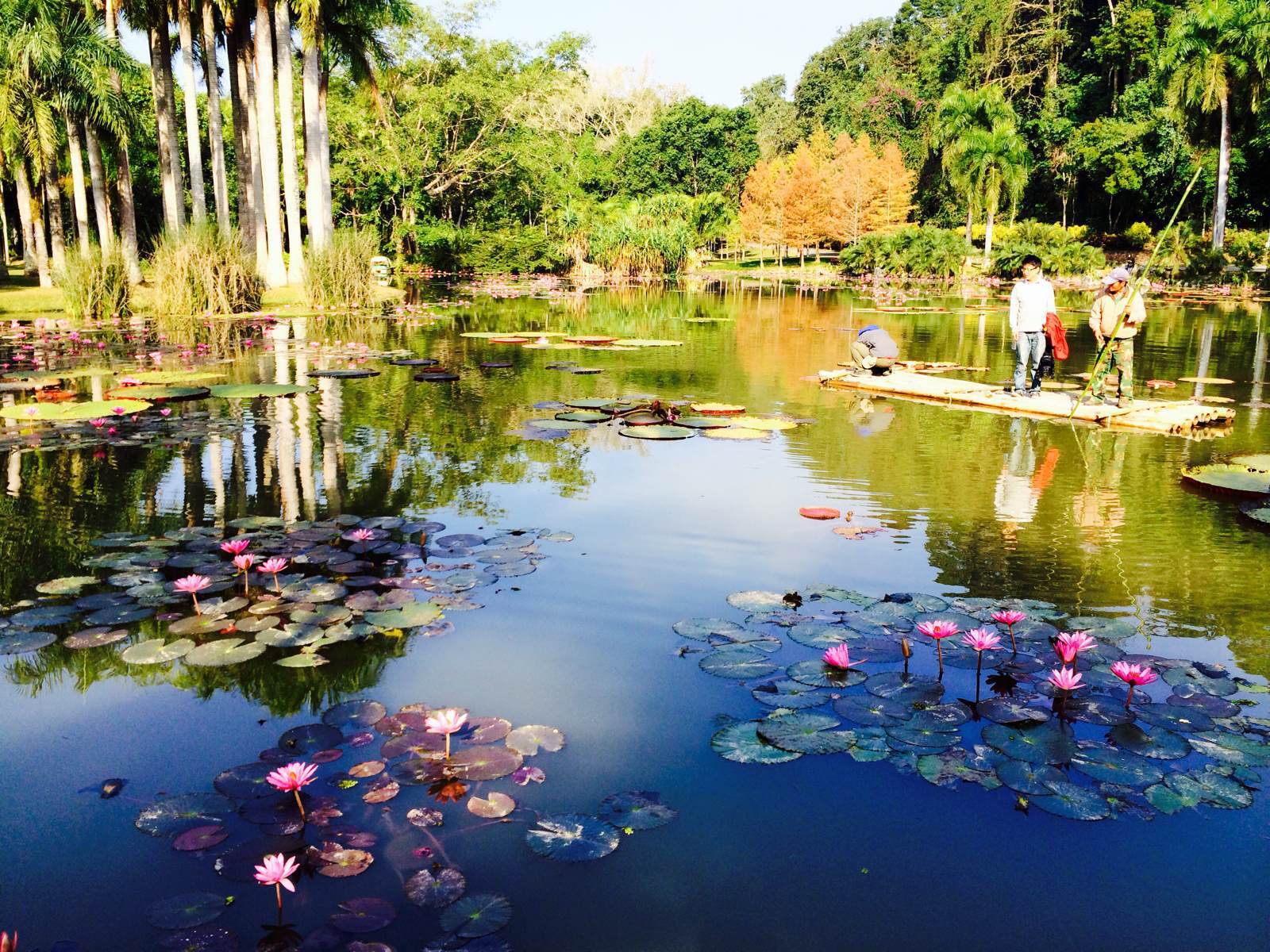 是中國式的佈景,熱帶的景物. 中科院西雙版納熱帶植物園