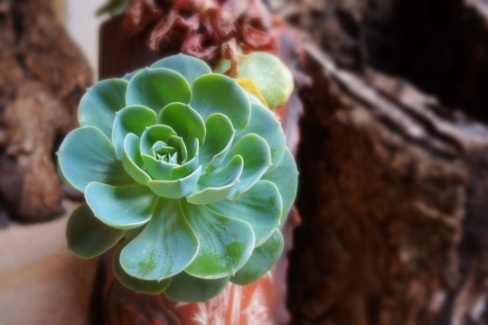 小院角落,静幽地生长着一株多肉植物(我实在叫不上名字,求科普),显得