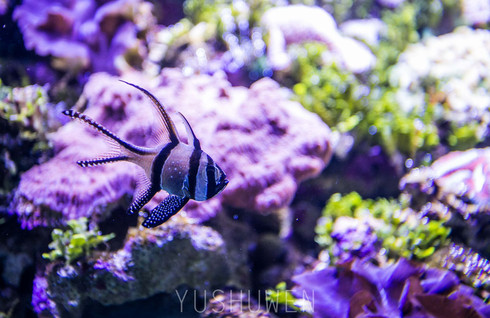 梦幻海底世界 悉尼水族馆 - 游记攻略