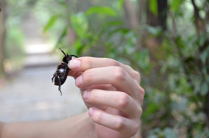 杭州半日游系列-竹在舞,云在看(云栖竹径,五云