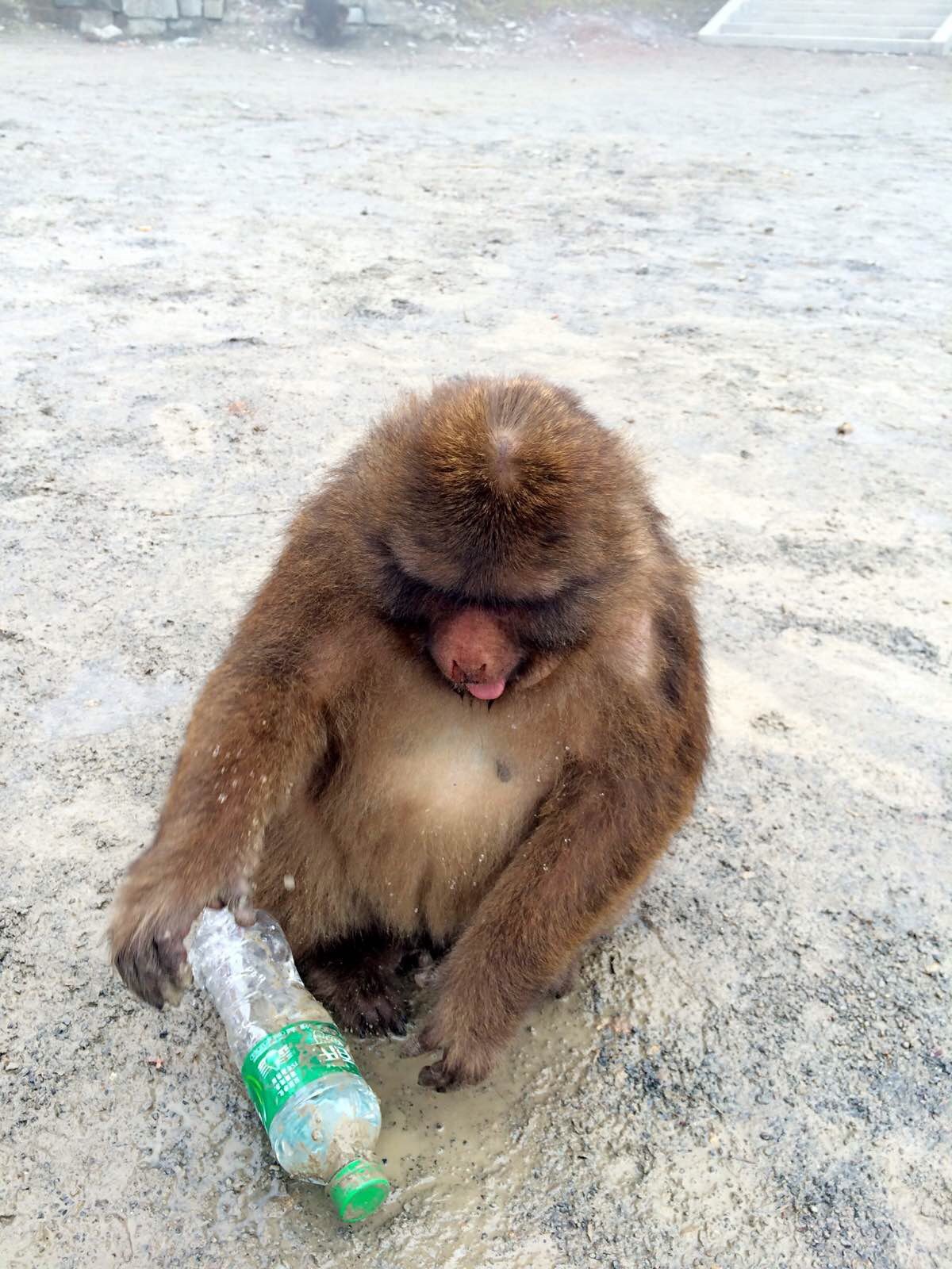 峨眉山猴子糖尿病图片
