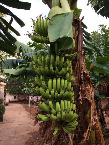 随处可见硕果累累的香蕉树,这的香蕉可甜了,比在内地买的好吃多了