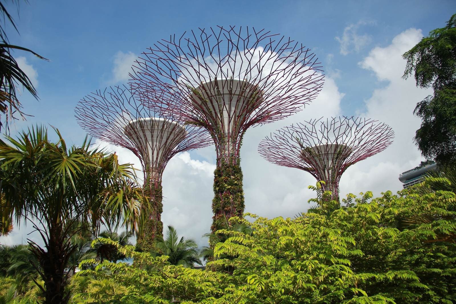 新加坡的国树图片