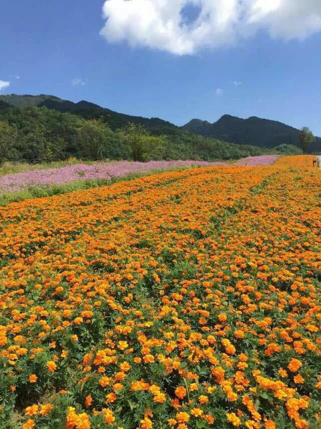 红池坝高山草场