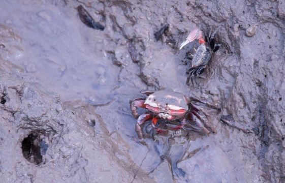 小时候抓过的红旗蟹