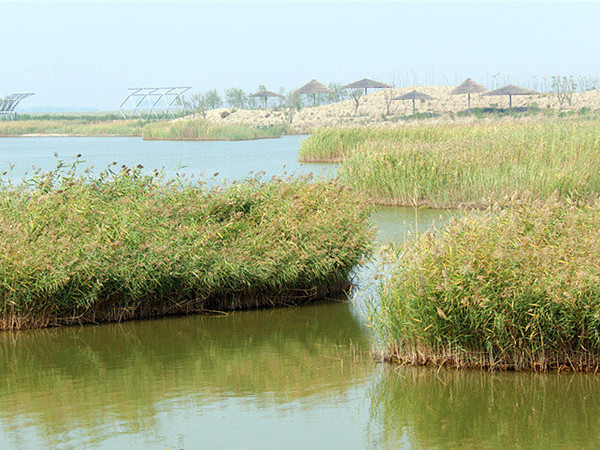 江北"沙家浜",寿光巨淀湖