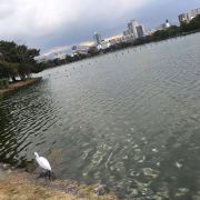 大濠公园景点 大湖公园 湖面开阔 有各种各样的鸟在飞 湖边可以散步 大濠公园景点 大湖公园 湖面开阔 有各种各样的鸟在飞 湖边可以散步
