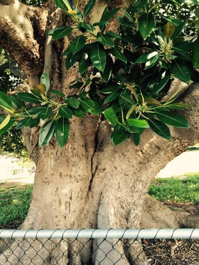 如此巨大的橡皮树