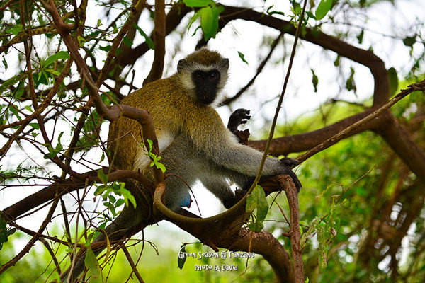 大草原猴,是我们在马尼亚拉国家公园观赏到的第三种灵长类野生动物.