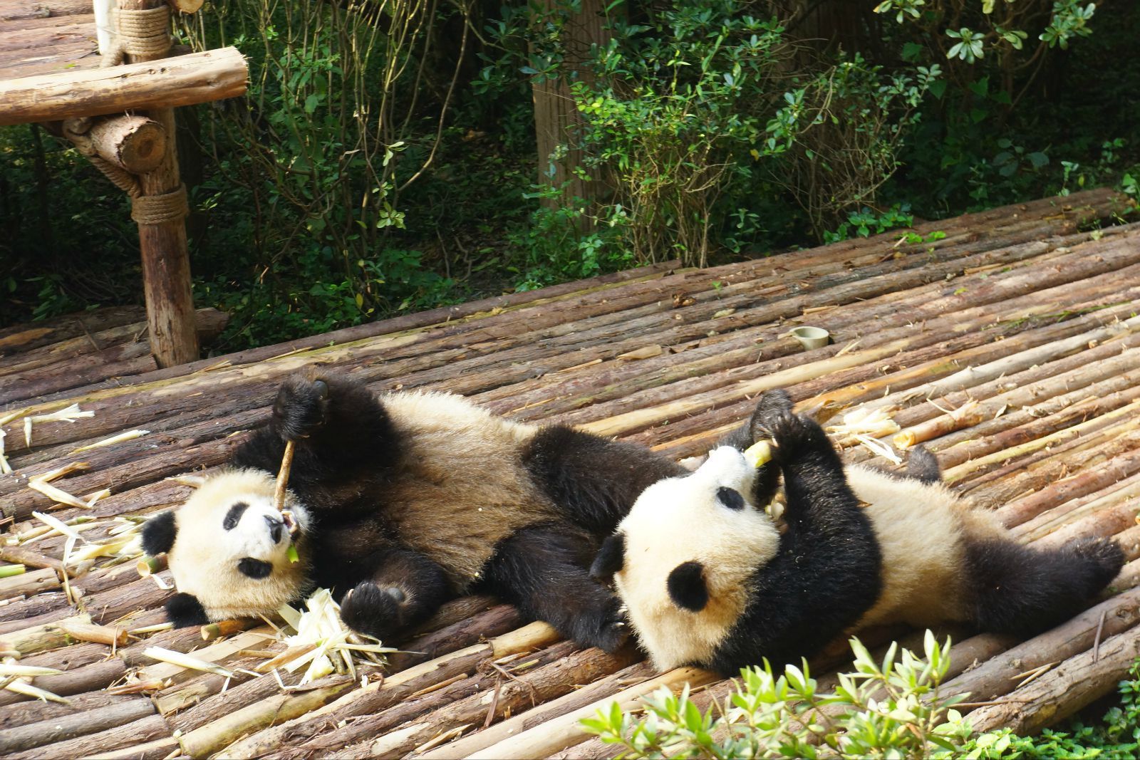 成都大熊猫繁育基地