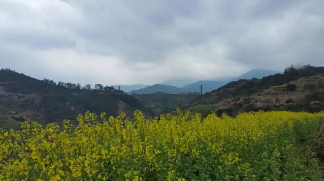 当雪花遇上油菜花-2016年3月春天,婺源又下雪