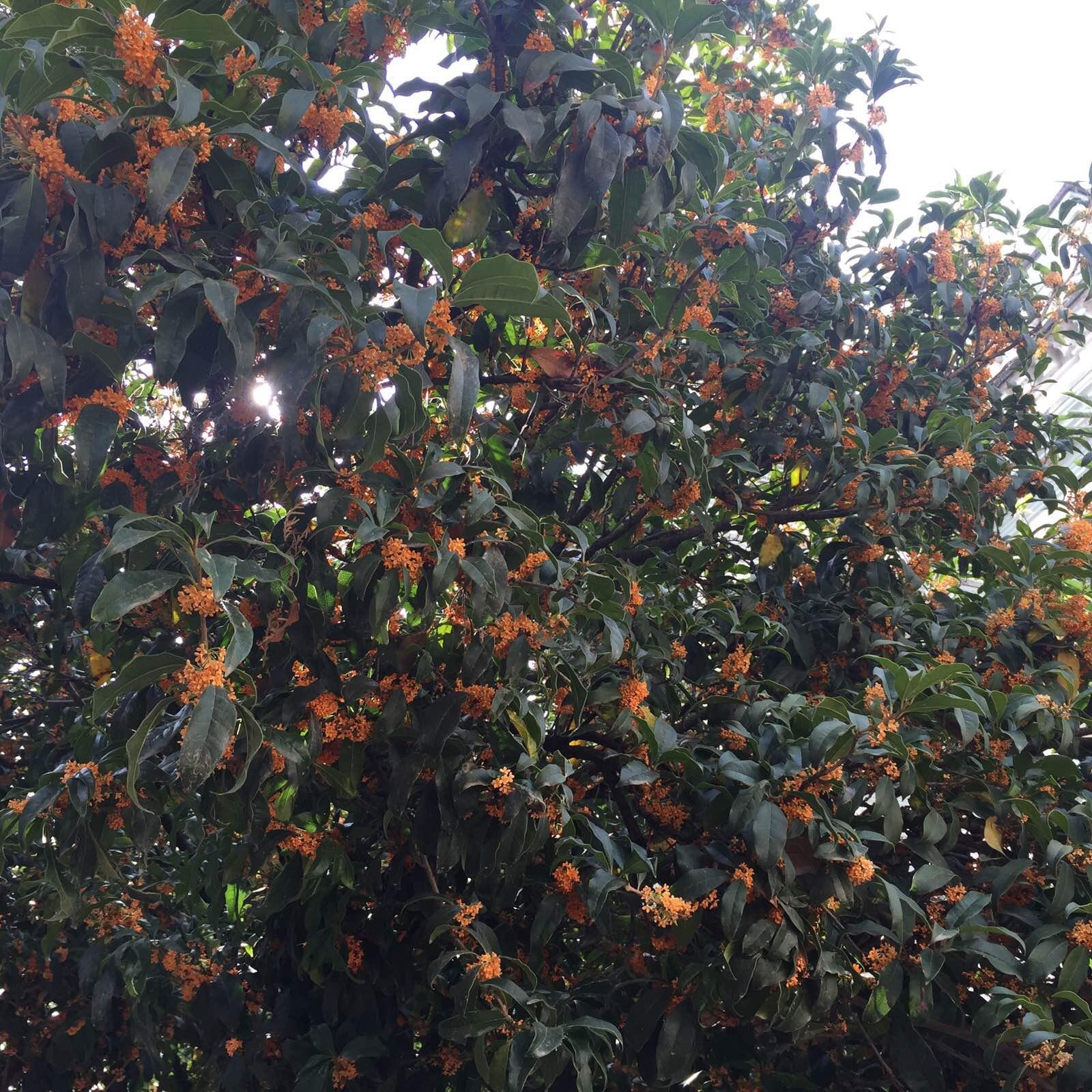 已经变成红色的桂花 严家大院