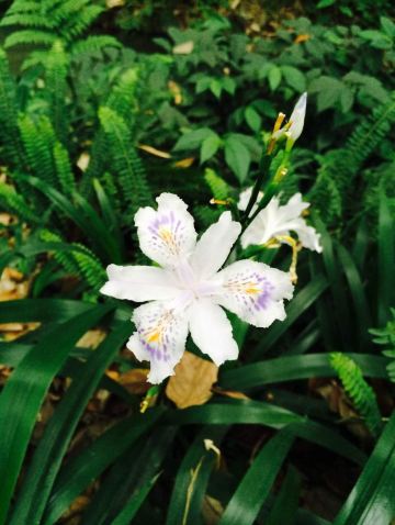 文殊院中寻菩提,宽窄巷子踏梦来,杜甫草堂听竹声 杜甫草堂 扎啤杯沏