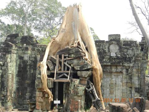 被人道毁灭的大树 圣剑寺