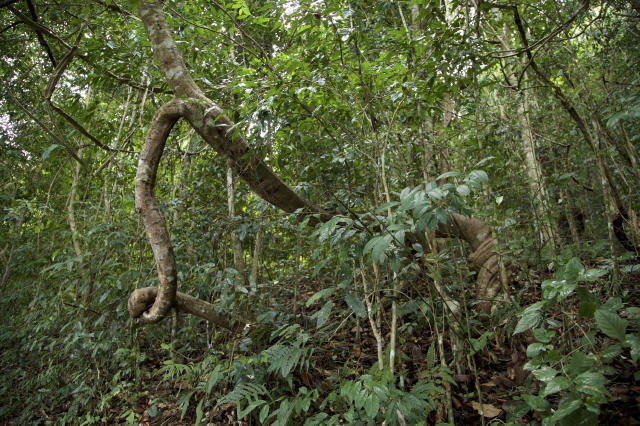 睡了小熊猫,我想问陶渊明的田园生活是否已经