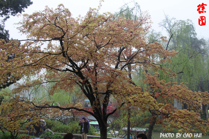 烟花三月扬州行(瘦西湖、个园、东关街) - 扬州