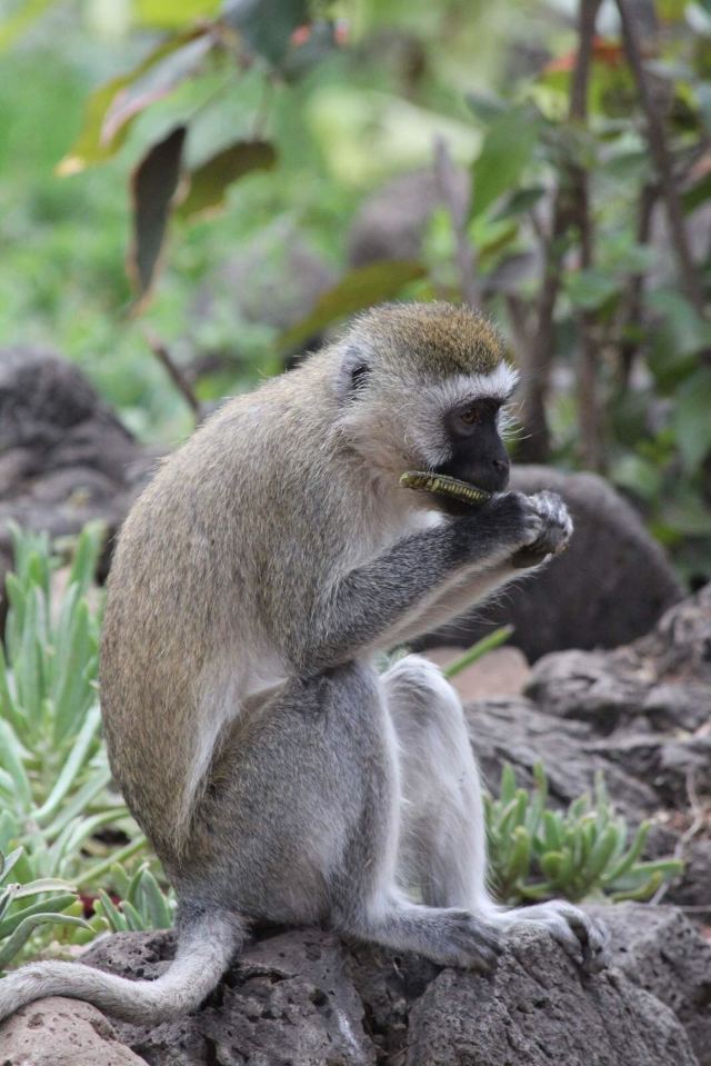 调皮的臭猴子.不过看着还多乖的.