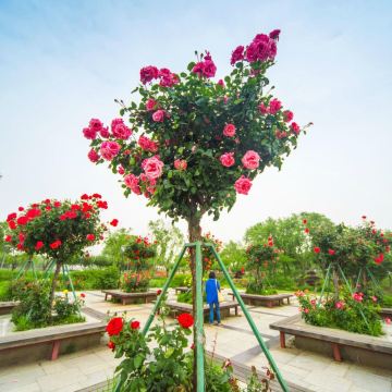 月季花柱 盛泽湖月季园