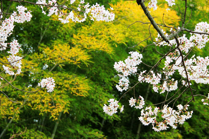 4月最美樱花季日本东京大阪奈良京都箱根赏樱