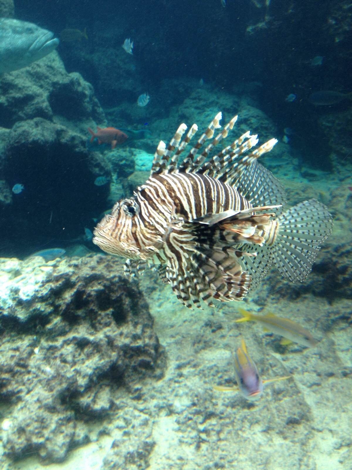 海洋馆里边有各色鱼,这个比较特别 冲绳美海水族馆