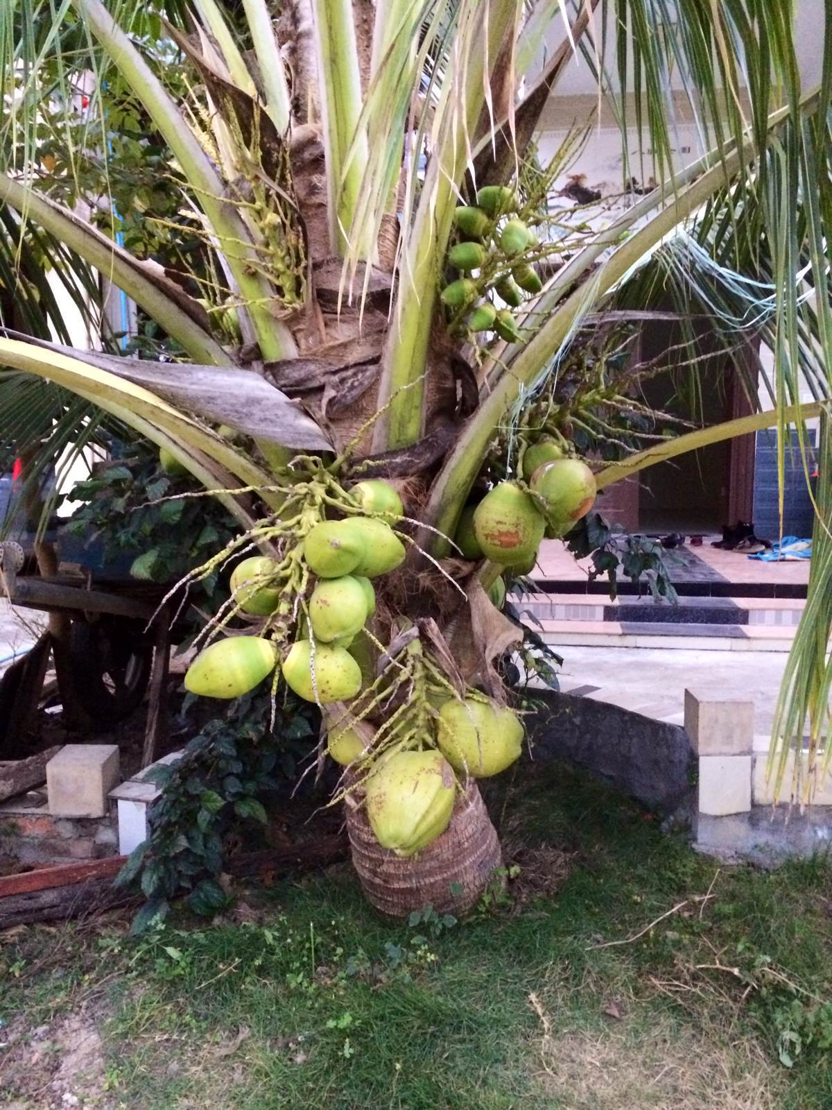 椰子,很矮,方便采摘 傣族村寨