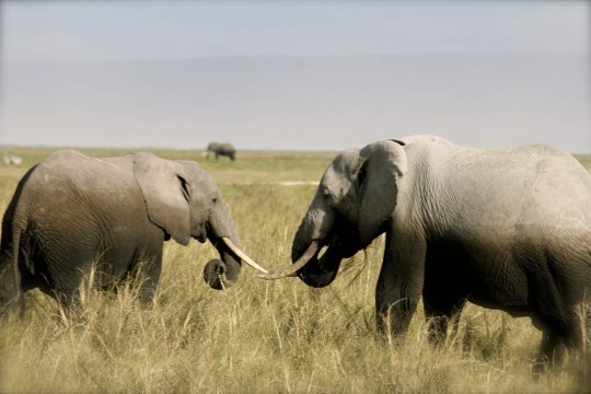 高清大片动物世界 肯尼亚 - 芝麻tu
