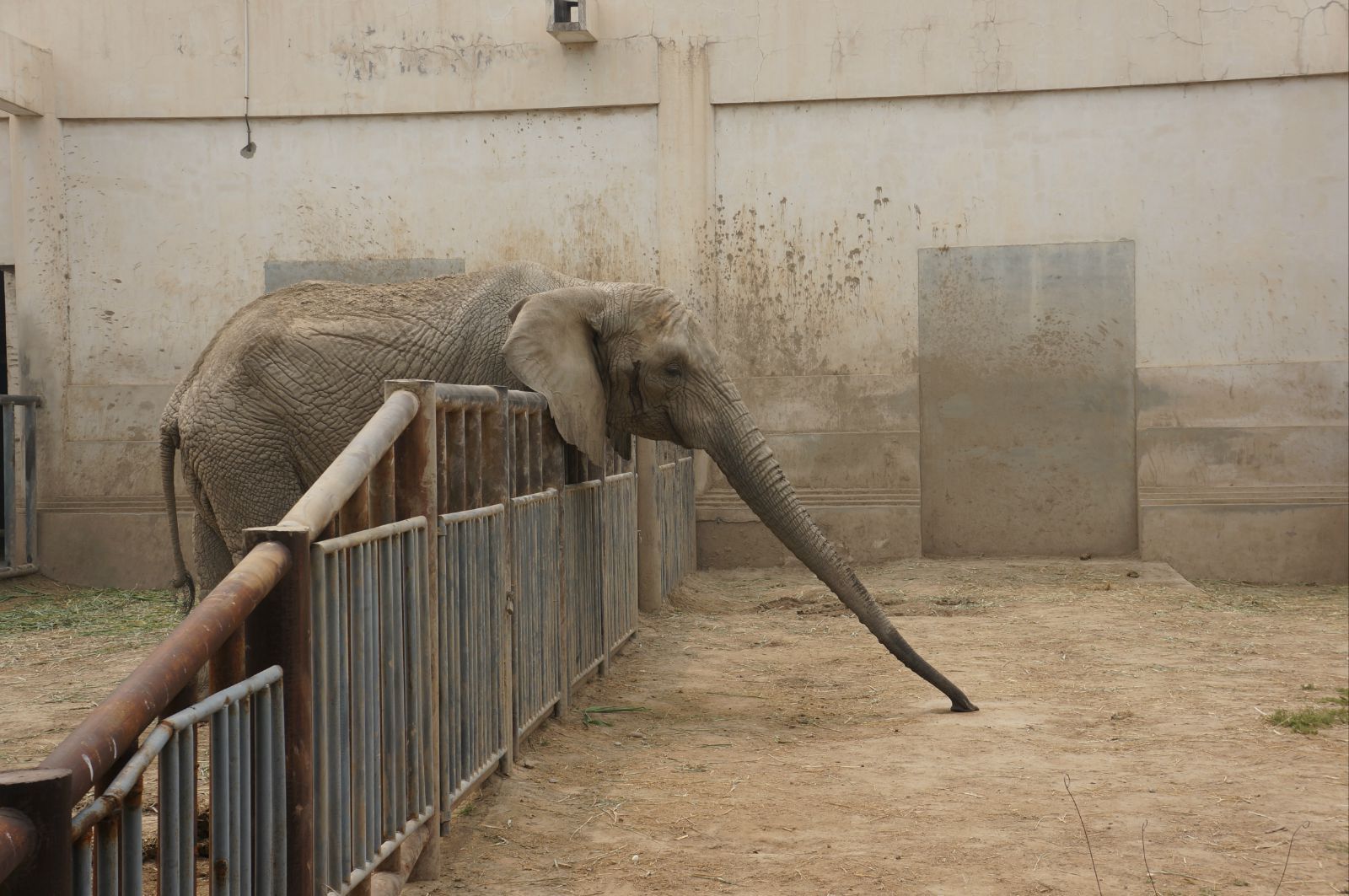 北京動物園 到了北區,我們先去了海洋館,出來後到了 大象館及河馬