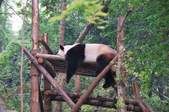熊猫并不陌生,但从未见过数量如此多,环境如此好,表现如此活跃的场景