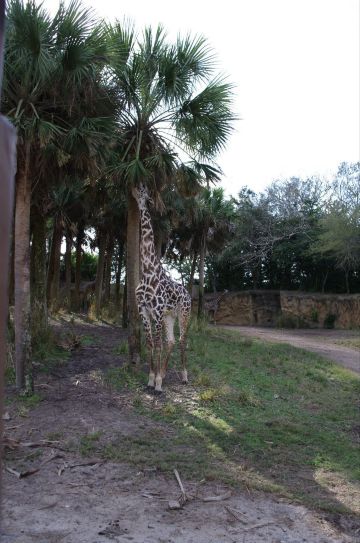 可爱滴长颈鹿,看上去比较温顺而已,其实蛮凶滴. 迪士尼动物王国