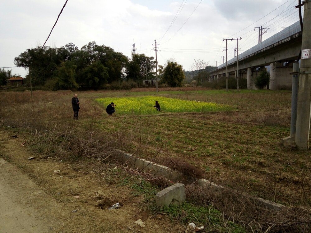 重阳镇千亩油菜花基地