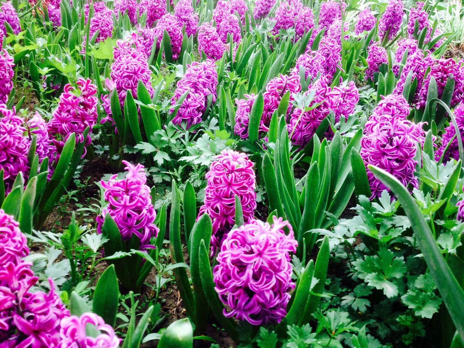 等闲识得东风面,万紫千红总是春 北京香山植物园 春天,各式各样的花儿