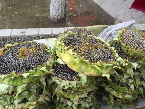 成熟的葵花籽 张掖