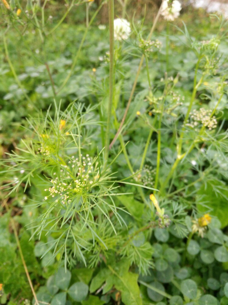 临沧西门公园