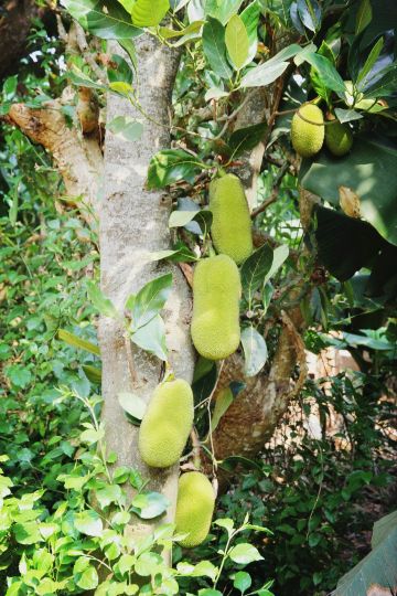 行走广西(北海-涠洲岛-德天-南宁)