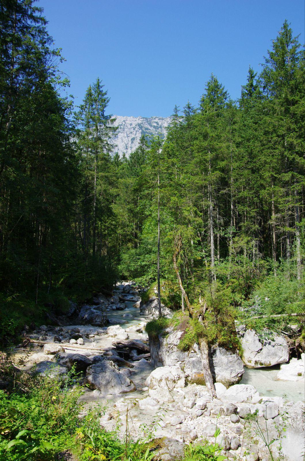 阿尔卑斯与魔法森林图片
