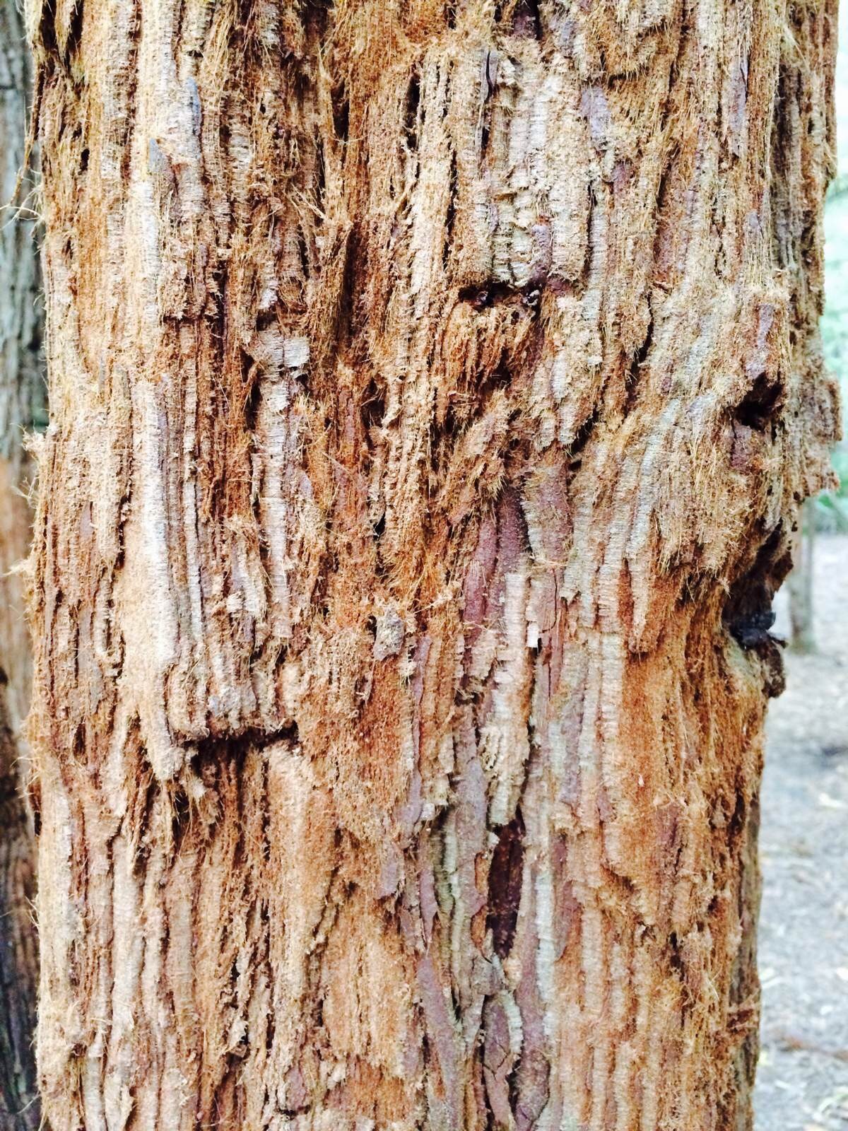 【红木森林】此树种源自于美国红杉,树皮被人摸过会脱落泛红,这里也是