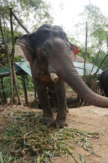 这只应该是最老的象爷爷啦 泰国大象自然保护公园