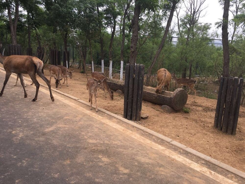 濟南野生動物園一日遊