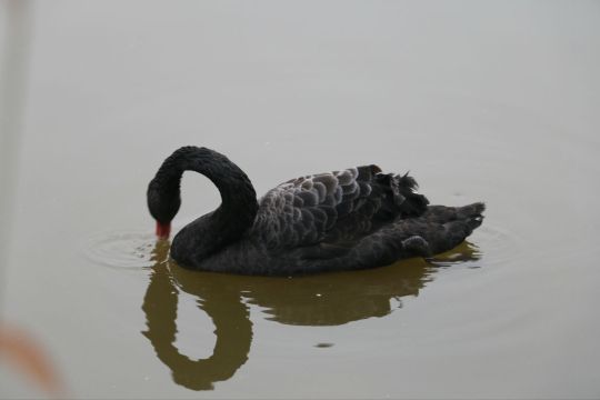 天鹅,让我想起那浓浓的丝滑纯黑巧克力,也是这般的优雅,纯粹 成都大