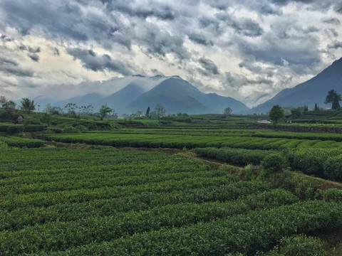 松阳寨头,大木山茶园游记