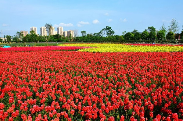 浪漫的享受; 旅遊小貼示: 勿忘我花海位於德陽旌陽區孝感鎮紅伏村9組