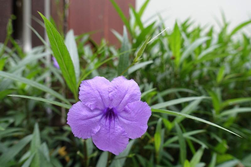 越南.岘港-日出.海滩.破风之行