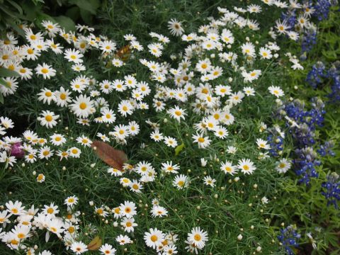 可爱的玛格丽特小雏菊. 西湖
