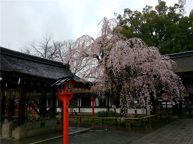 京都平野神社