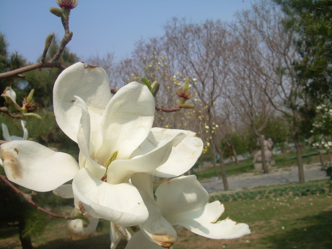 "玉兰花苑"中,除了北方常见的白玉兰,二乔玉兰以外,还可观赏到明黄花