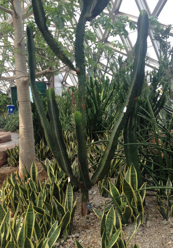 植物游玩攻略图,植物游玩攻略图片