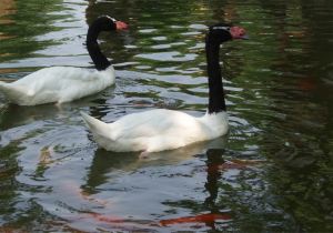 【携程攻略】南通上海野生动物园一日游【南通