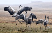 没有身份证,用户口本可以住旅馆吗?