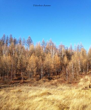 阳光普照,林区秋色大好
