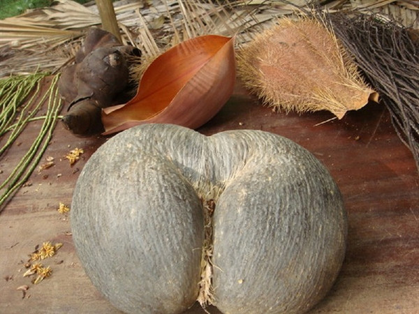 塞舌尔海椰子(lodoicea maldivica)是塞舌尔普拉兰岛及库瑞岛的一种特